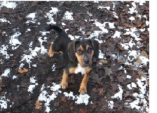 Providing For Pets In Your Will Picture of a Dog